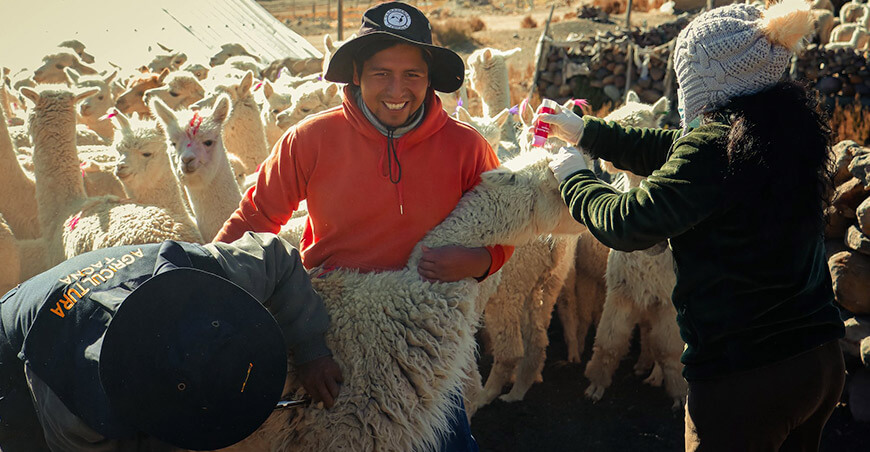 Tacna inicia campaña para inmunizar a alpacas Perú