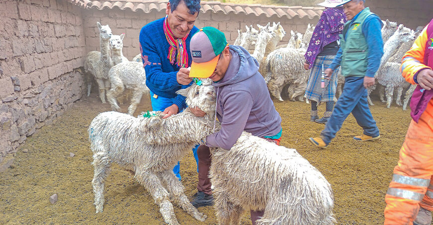 Realizan campaña sanitaria para proteger a alpacas Cusco Perú