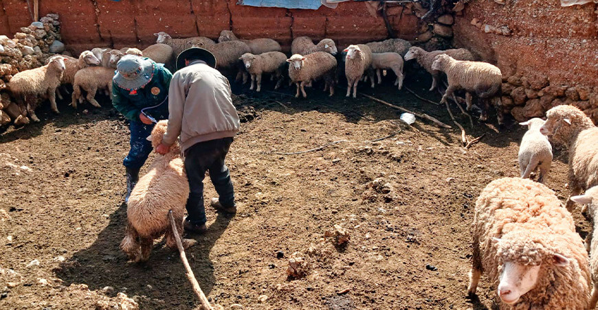 dosificación ovinos Cullhuas Junín Perú