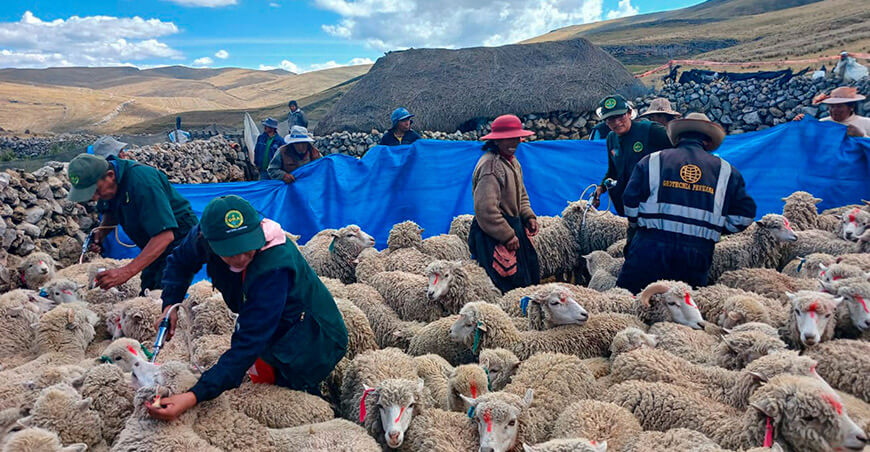 Dosificaron ovinos Colca Junín Perú
