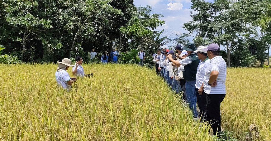 Impulsan mejoramiento del servicio técnico en la cadena productiva del arroz San Martín