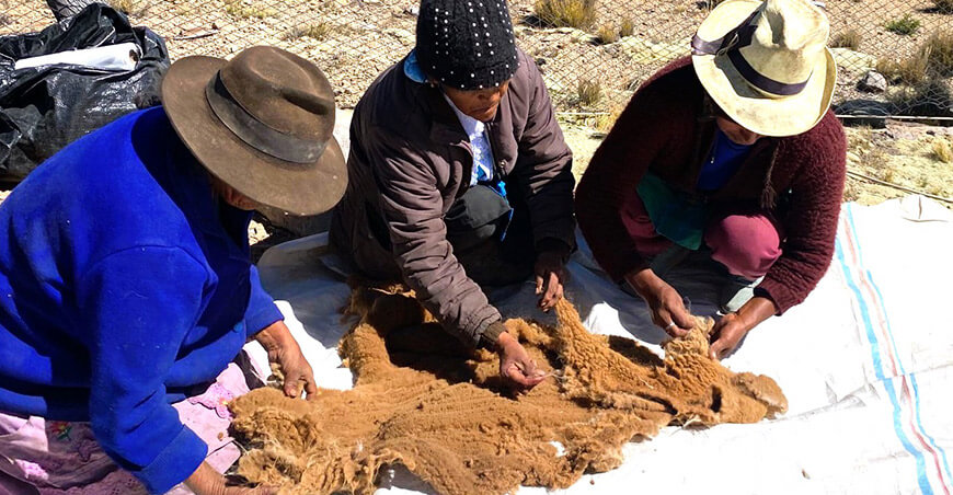 Distrito de Tauripampa celebra con éxito su Primer Chaccu Regional de Vicuñas en Lima 