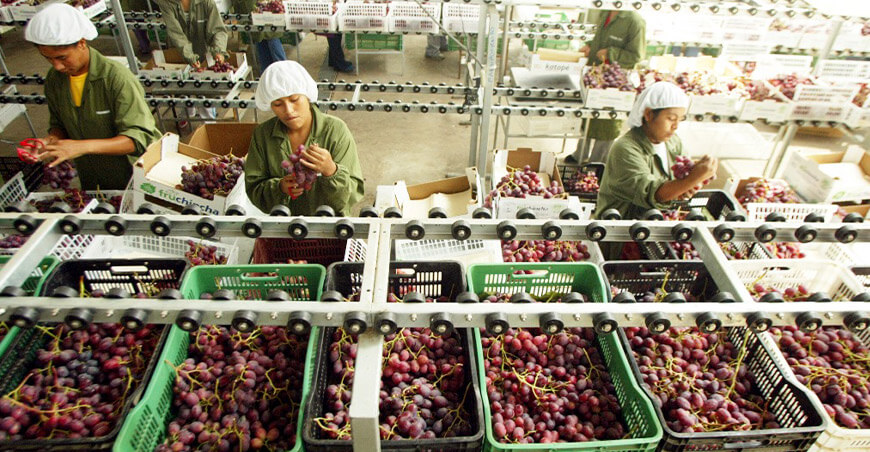 ´Perú exportaciones de uvas peruanas