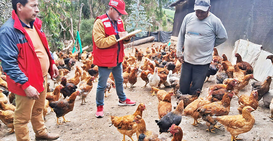 Foncodes Haku Wiñay crianza de gallinas Apurímac Perú