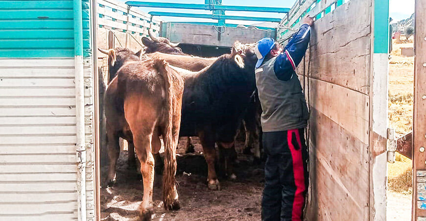 Ganaderos de Huancané vendieron 20 toros engordados a camal de Lima