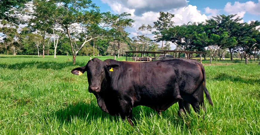 Ganado vacuno Brangus Perú