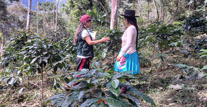 Midagri impulsa geolocalización gratuita de parcelas de café, cacao y palma aceitera
