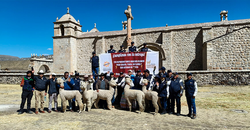 Entregaron alpacas de raza Huacaya para impulsar la mejora genética en Arequipa