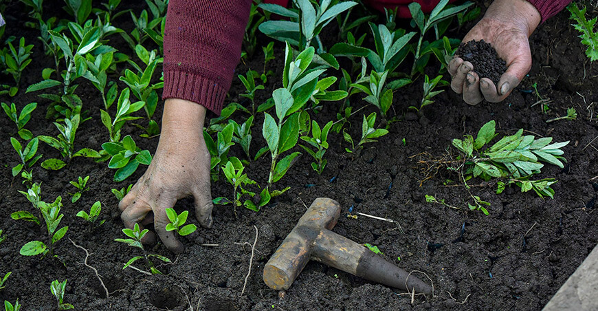 GORE Cusco instalará plantones nativos reforestación