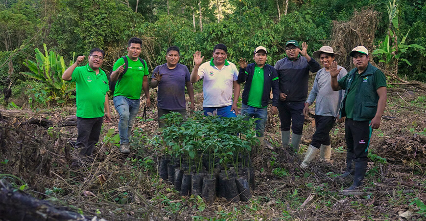 Instalarán plantones de palto en 380 hectáreas de Sandia y Carabaya Proyecto Frutales GORE Puno