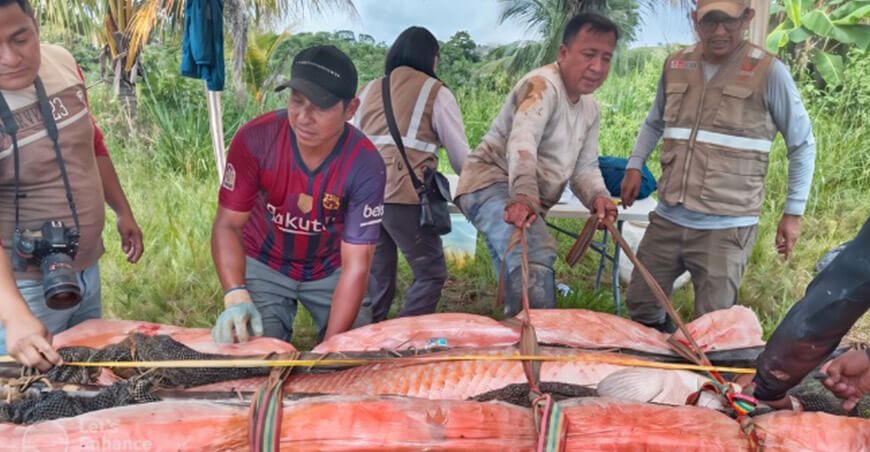Estudio genético de paiche busca fortalecer la acuicultura amazónica IIAP Perú