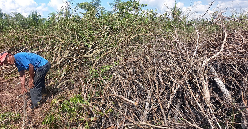 IIAP recupera 80 hectáreas de camu camu en Loreto y Ucayali
