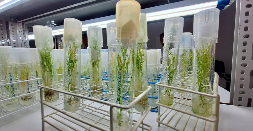 INIA producción de cultivos in vitro Perú