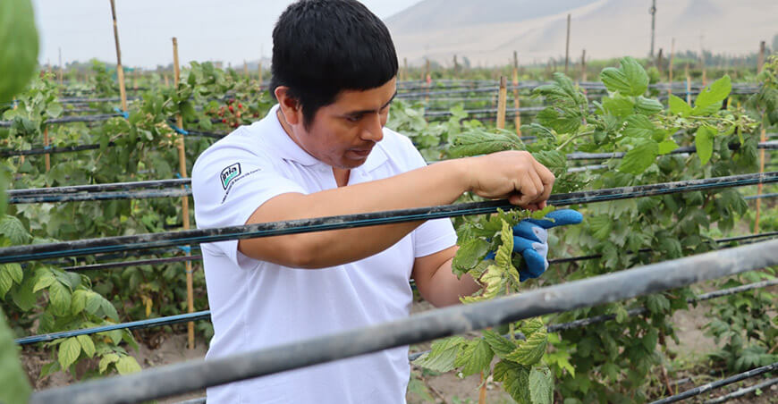 INIA investiga calidad genética de la frambuesa para elevar productividad por hectárea