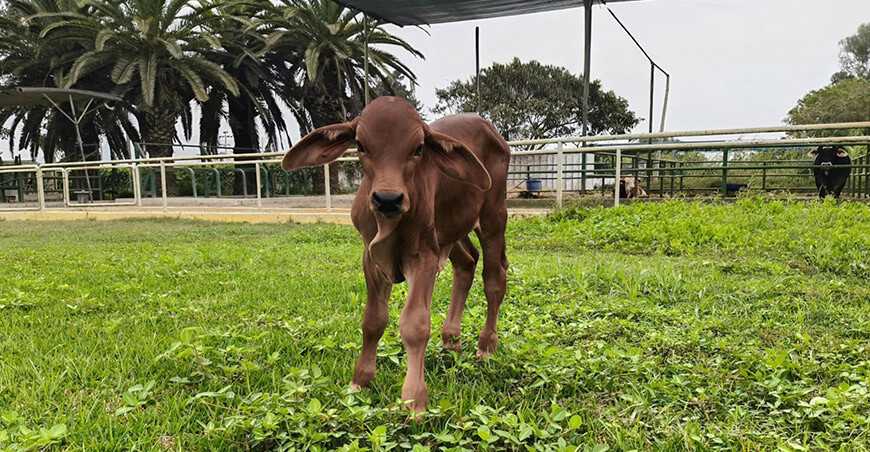 INIA logra nacimiento de ternero raza Sindi