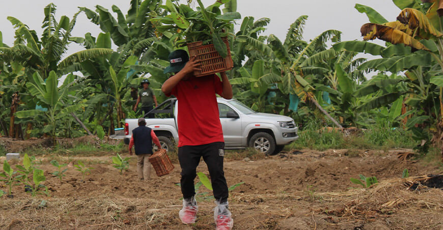 INIA instala parcelas de investigación de banano para reducir impactos del Fusarium Raza 4 Tropical Piura