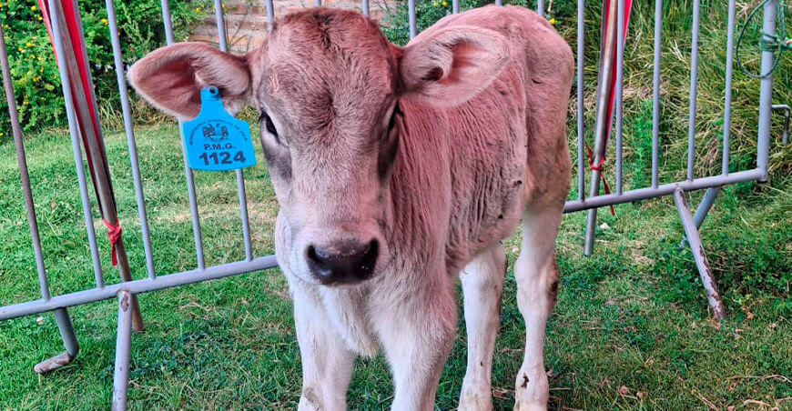 transferencia de embriones del INIA nacen terneros Brown Swiss