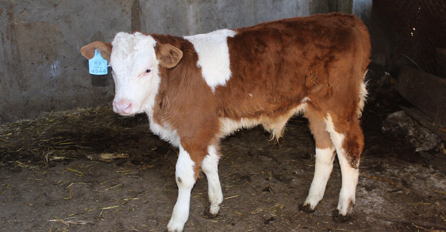 transferencia de embriones del INIA nacimiento terneros Simmetal Ayacucho Perú
