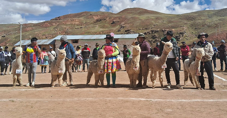 juzgamiento de camélidos sudamericanos alpacas Huancavelica Perú