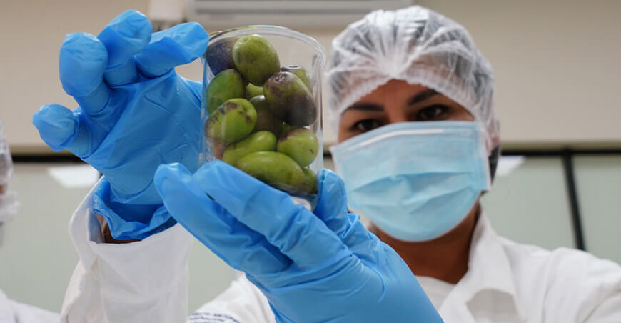 Aceitunera peruana gana medalla de oro en importante concurso internacional en Japón