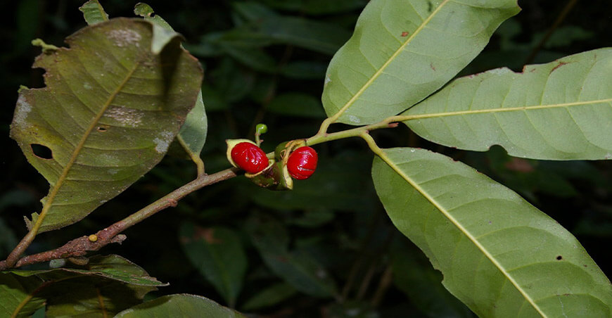 En Perú, la Iryanthera es conocida con el nombre común de cumala