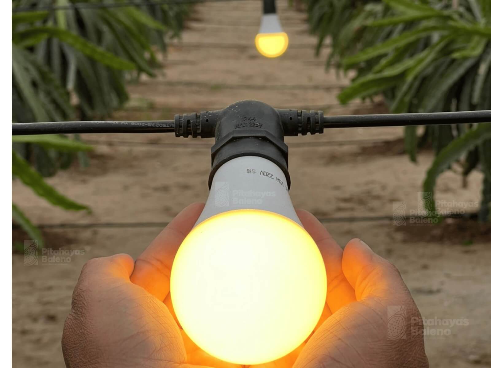 Pitahayas Baleno, pionero en la instalación de luces LED a gran escala