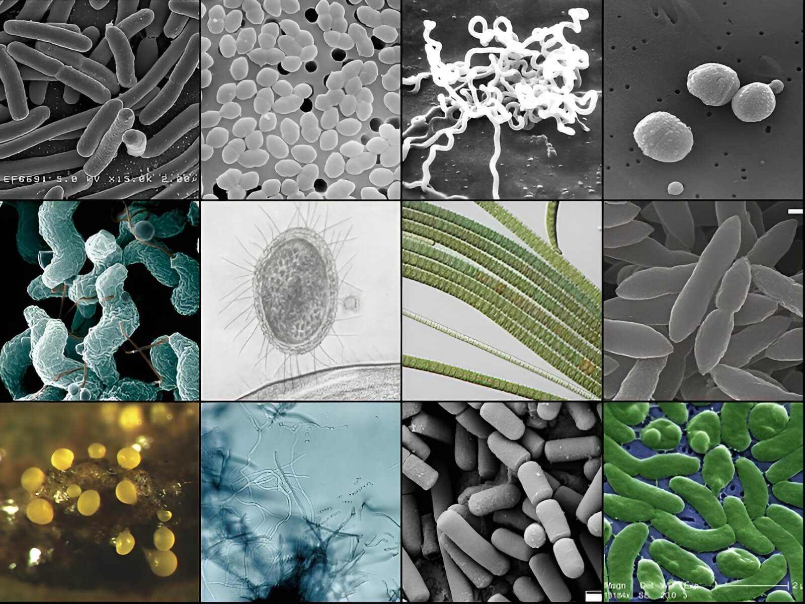 microorganismos probióticos en la Tierra