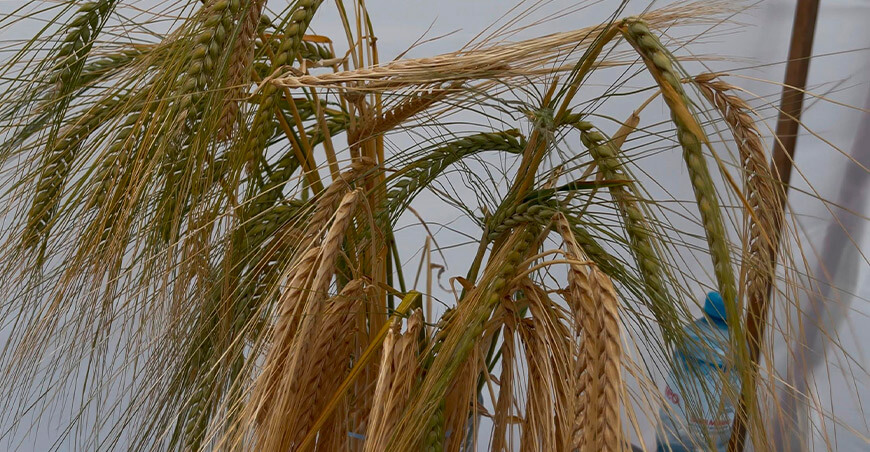 Midagri y Backus desarrollarán nueva variedad de cebada maltera peruana de alta calidad genética