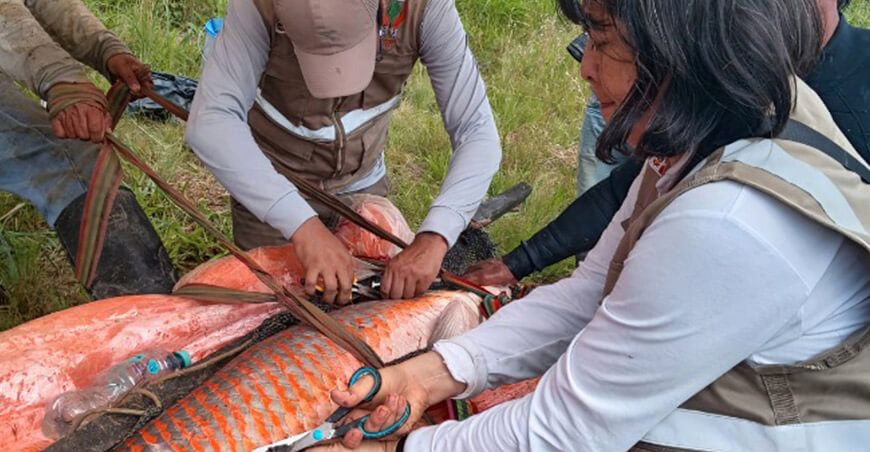 Estudio genético de paiche busca fortalecer la acuicultura amazónica IIAP Perú