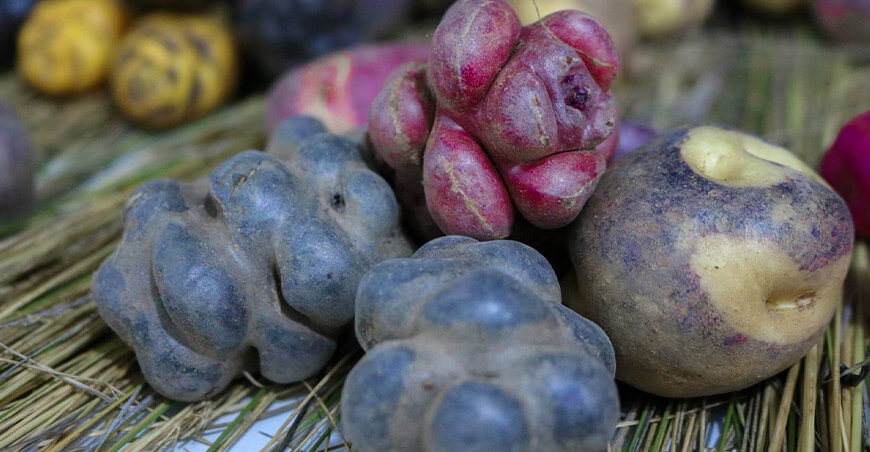 Papas nativas Ayacucho