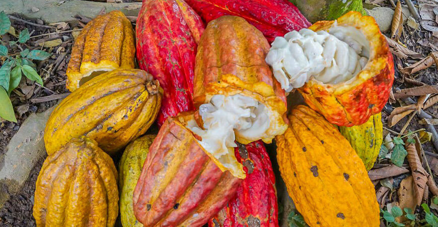 Perú cultivo de cacao peruano