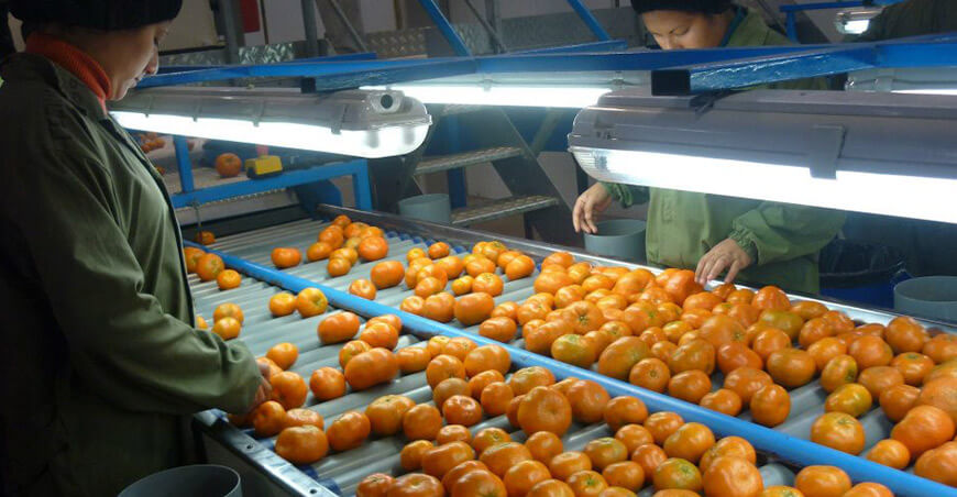 Perú exportación de mandarinas peruanas