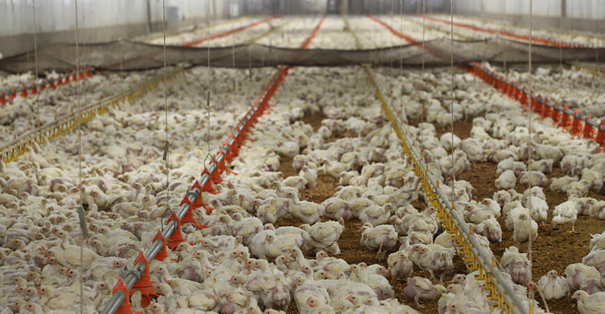 declaratoria del Perú como país libre de Influenza Aviar de Alta Patogenicidad aves de corral
