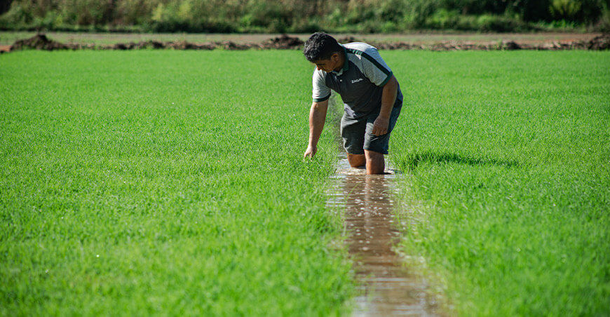 Perú siembra arroz