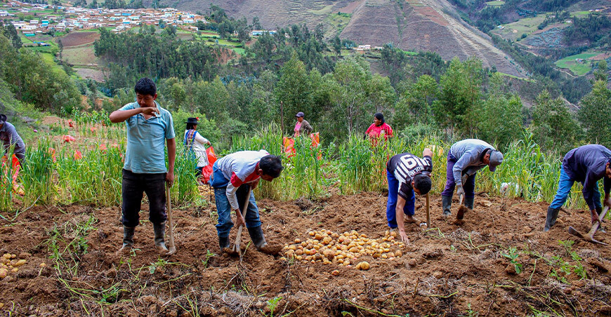 productores cosecha papas Perú