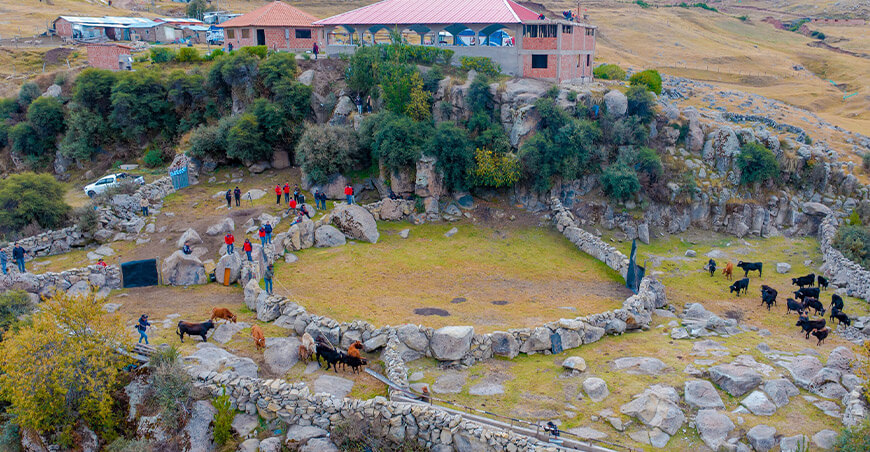 Procompite impulsa el desarrollo ganadero en Challhuahuacho bienes entregados a Asociación Yawar Fiesta – Fundo Puchunco Apurímac 