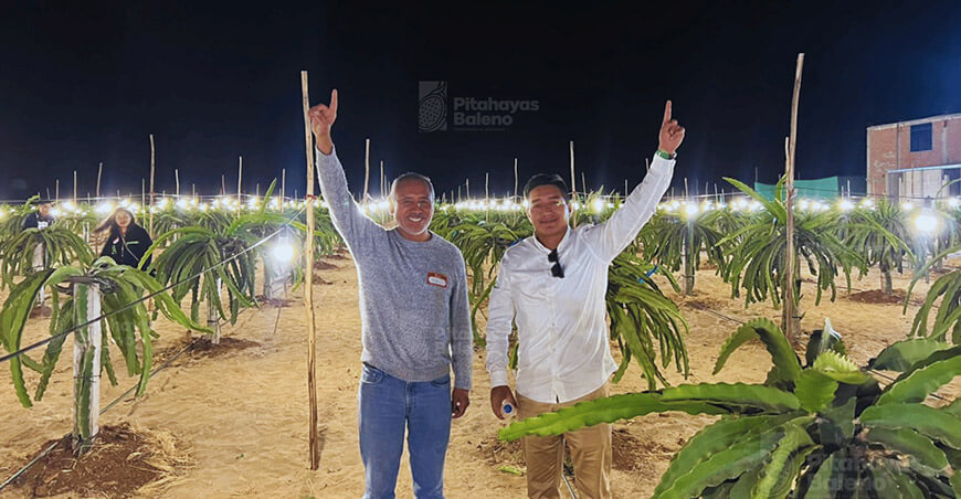 Pitahayas Baleno, pionero en la instalación de luces LED a gran escala