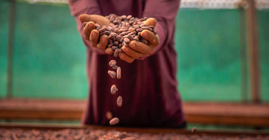 productor de cacao en grano Junín