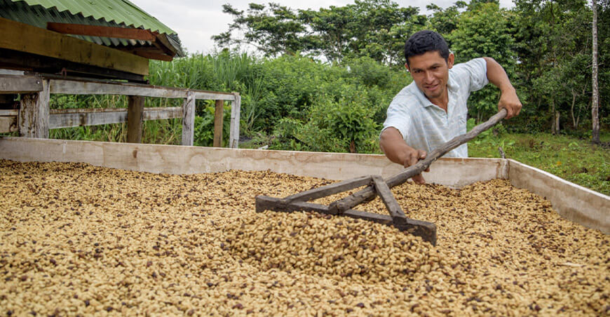 productor de café en grano exportación libre de deforestación Perú