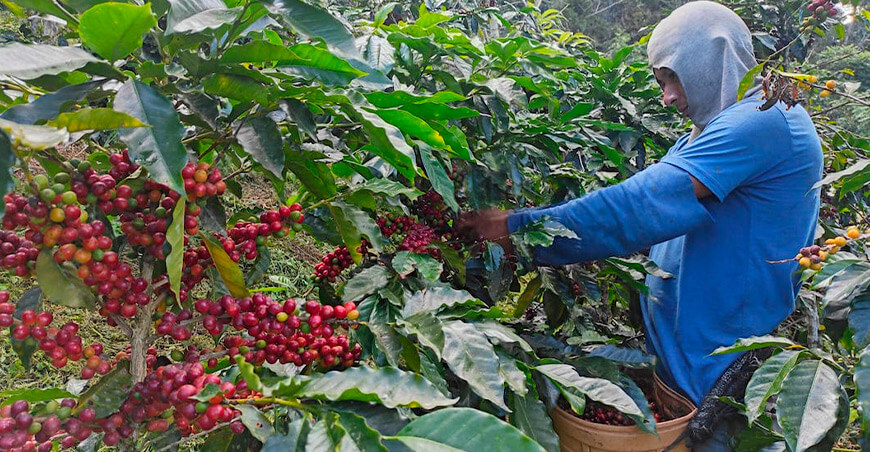 cosecha de café Villa Rica