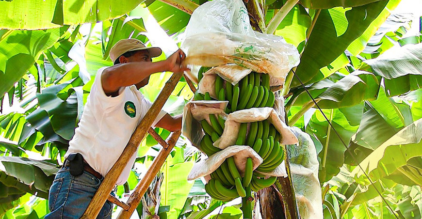 productor de cultivo de banano Piura Perú