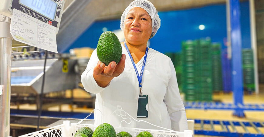 Productora exportación plata Hass Ayacucho Perú