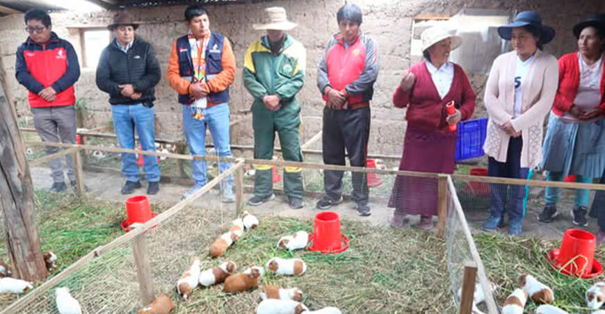 Asociación de Mujeres Artesanas y Agropecuarias (Asomaat) “Sumacc Warmis” crianza de cuyes Seccla Huancavelica