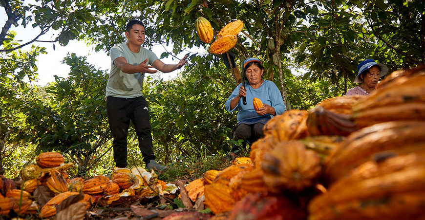 productores de cultivo de cacao Junín Perú