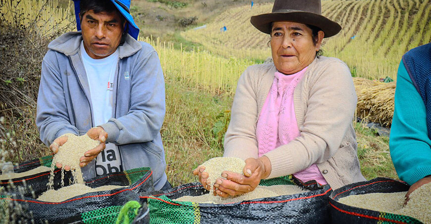 productores de quinua cosecha