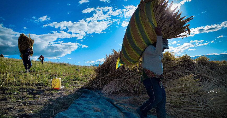 productores cosechando quinua Perú
