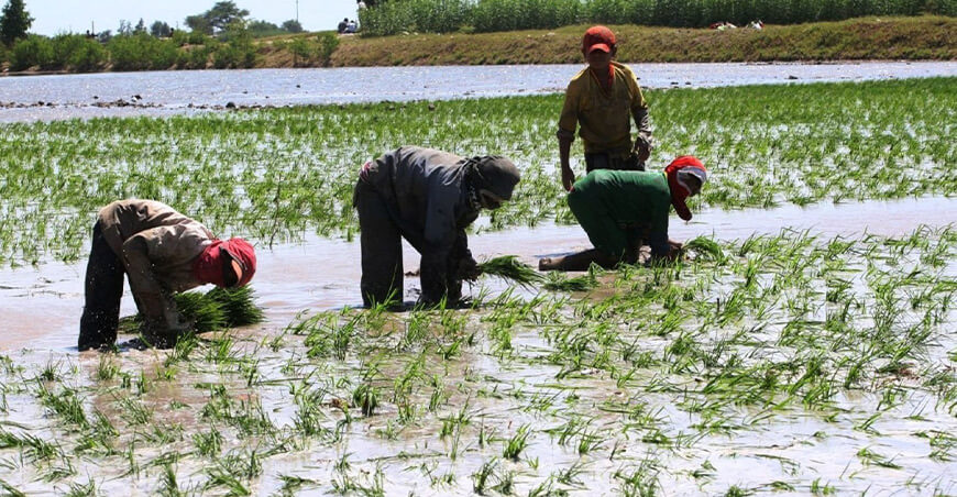 productores de cultivos de arroz Perú