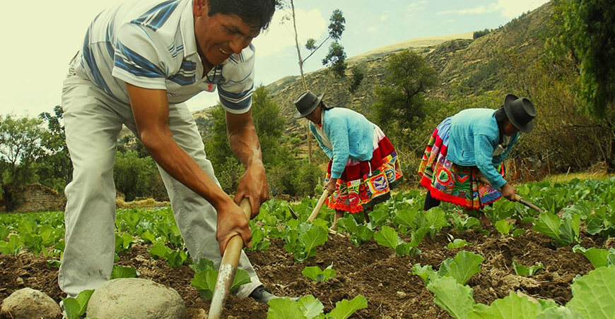 productores de hortalizas Perú