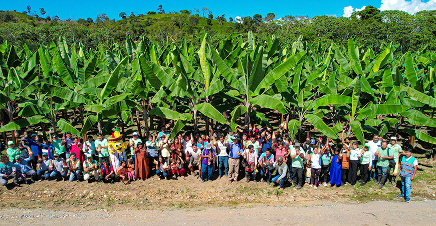 productores de plátanos de la Unión Ashaninka Cusco