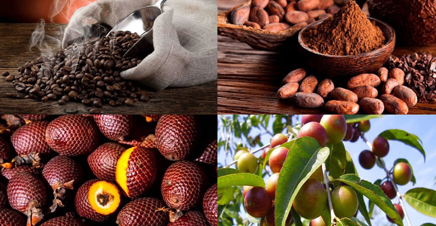 Productos amazónicos con potencial exportador: La implementación de sistemas de trazabilidad que certifiquen el origen de los productos y aseguren que no provienen de áreas deforestadas es clave para facilitar el acceso de cultivos como café, cacao, aguaje, camu camu, entre otros, al exigente mercado de la Unión Europea.